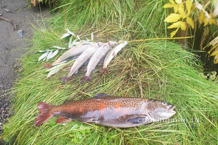 Фото наловленной на рыбалке рыбы